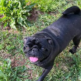 Raven - Black female Pug puppy in Liberty, South Carolina from Garrick’s Precious Pugs