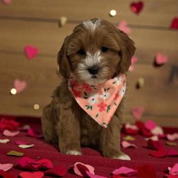 Lily - Apricot female Cavapoo puppy in Gainesville, Florida from Alyssa Xxweetdoodles