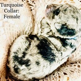 Bernedoodle and Poodle Puppies from Florida Prancy Paws