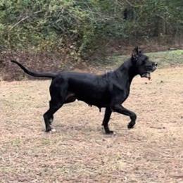 Daphne - Great Dane