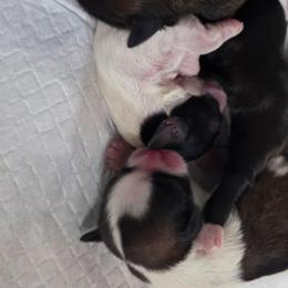 Girl 2 - Tricolor female Shih Tzu puppy in Brighton, Missouri from Morningstar's Shih Tzu