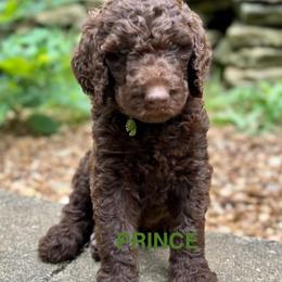 Prince - Chocolate male Goldendoodle puppy in Jonesboro, Arkansas from N. E. Arkansas Goldens and Doodles/ Southern Brewed Goldens