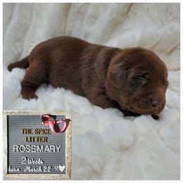 Rosemary - Baby Pink - Chocolate Labrador Retriever puppy in Woodstock, Georgia from River Ridge Labrador Retrievers