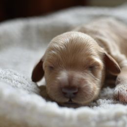 Goldendoodle Puppies from Edge Farm Goldendoodles
