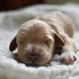 Goldendoodle Puppies from Edge Farm Goldendoodles