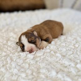 Goldie - Red female Pembroke Welsh Corgi puppy in Payson, Utah from Spring Creek Aussies + Corgis