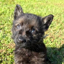Blue boy - Sable male German Shepherd puppy in Clarkrange, Tennessee from Vom Wolff