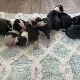 Bernedoodle and Border Collie Puppies from Joni Gibson's Bernedoodles