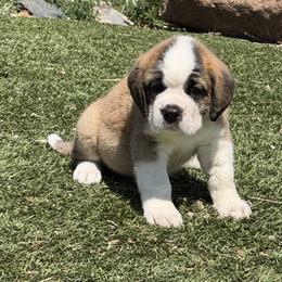 Little Fitzy - Brown and white male Saint Bernard puppy in Wellington, Colorado from Thunder Keg St. Bernards