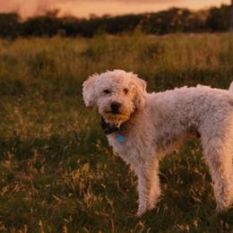 Bernedoodles and Labradoodles from Wild Roots Doodles