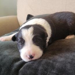 Bob Ross - Black and white male Border Collie puppy in Caledonia, Michigan from Magnolia Acres