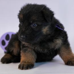 Purple Collar - Black and red female German Shepherd puppy in Plumas Lake, California from Zwinger Vom Greifjäger