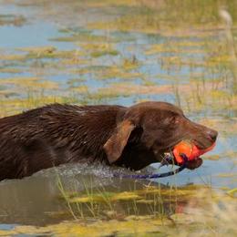Labrador Retrievers from Rosewood Retrievers Inc
