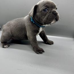 French Bulldog Puppies from DREYCs Frenchies