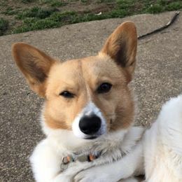 American Corgis and Pembroke Welsh Corgis from Corgis of the Heart