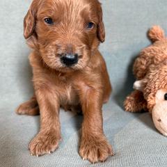 Tucker - Red  male Goldendoodle puppy in Rochester, New York from Willowgreen Goldendoodles