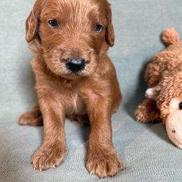 Tucker - Red  male Goldendoodle puppy in Rochester, New York from Willowgreen Goldendoodles
