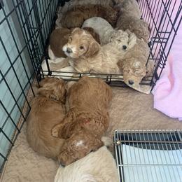 Goldendoodle Puppies from Nanas-Doodles