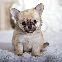 Henry - Fawn male Chihuahua puppy in Orlando, Florida from Destiny Chihuahuas