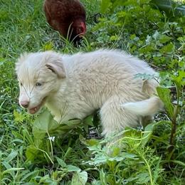 Gray Collar - White and gold male Border Collie puppy in Gadsden, Alabama from Collie Wood Hills