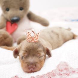 Dom - Dapple male Dachshund puppy in Big Rapids, Michigan from 30 Acre Woods Dachshunds