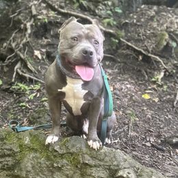 American Bullies and Poodles from Mosswood