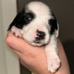 Sweet pea - Piebald female Dachshund puppy in Bruceton, Tennessee from Dachshund Dreams