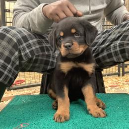 Rottweiler Puppies from Rottweilers Vom Haus Forte