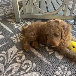 Goldendoodle Puppies from az_doodlesoflove