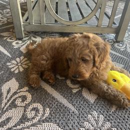 Goldendoodle Puppies from az_doodlesoflove
