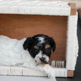 Lorelei - Tri-color female Bernedoodle puppy in Longview, Texas from Furry Tail Doodles