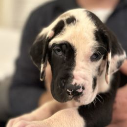 Great Dane Puppies from Bright Danes of Texas