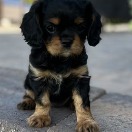 Cavalier King Charles Spaniel Puppies from Ruby’s puppies