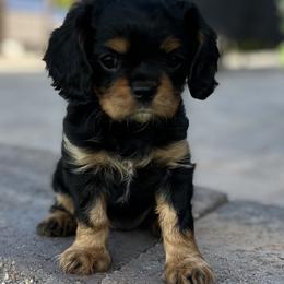 Cavalier King Charles Spaniel Puppies from Ruby’s puppies