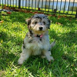 Aussiedoodle, Bernedoodle, and Goldendoodle Puppies from Johnson's Doodles