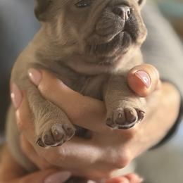 Gaston - Fawn male French Bulldog puppy in Glen Ellen, California from Frenchie’s of Glen Ellen