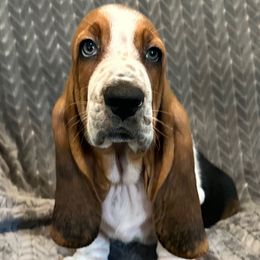 3,550.00- Lime green Male - Black white and brown male Basset Hound puppy in Columbia, South Carolina from Pawmetto Hounds