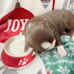 Prancer - Red tri male Miniature Australian Shepherd puppy in Kinsale, Virginia from Northern Neck Aussies