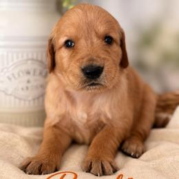 Pumpkin - Golden female Golden Retriever puppy in San Bernardino, California from Thegoldendreams1