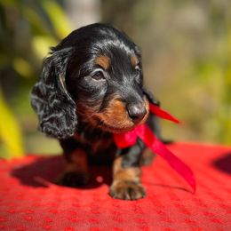 Girl 2 - Black and tan Dachshund puppy in North Port, Florida from Jessica Louise Dachshunds