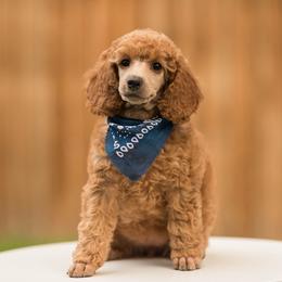Poodle Puppies from Cityscape Moyen Poodles