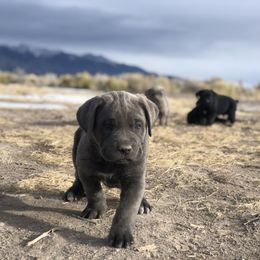 Cane Corso and Lowchen Puppies from High Royal Kennel