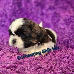 Akc woody - Brindle and white male Shih Tzu puppy in Dexter, Kentucky from Enchanting Shih tzu