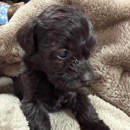 Truffle - Black female Schnoodle puppy in Creston, Ohio from Royal Crown Keeper LTD
