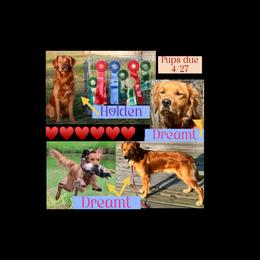 Golden Retriever puppies from Personalized Dog Training - Windisch Goldens