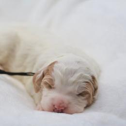 September - White male Bernedoodle puppy in Diamond Bar, California from Furrytaildoodles