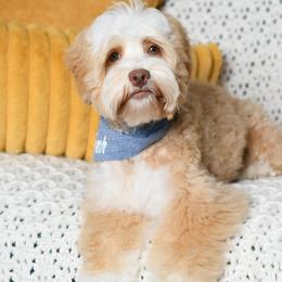 Tillu - Australian Labradoodle