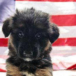 White - Black and red female German Shepherd puppy in Newaygo, Michigan from Sterley Shepherds