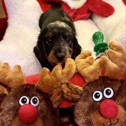 Boy 1 - Dapple male Dachshund puppy in Sunman, Indiana from Whitney’s Weiners