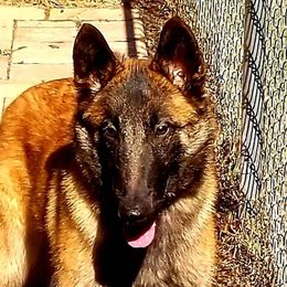 Cutter - Belgian Malinois